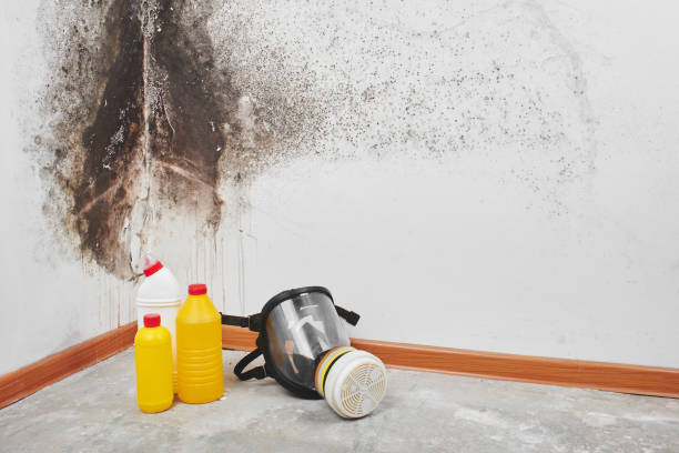 Mold Removal and Inspection in Lapel, IN