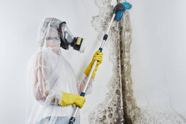 Mold Removal Process in Lapel, IN